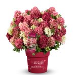 Hortenzia metlinatá (Hydrangea paniculata) ´GROUNDBREAKER® RUBY´ by LIVING CREATIONS®´ - výška 10-20 cm, kont. C2L